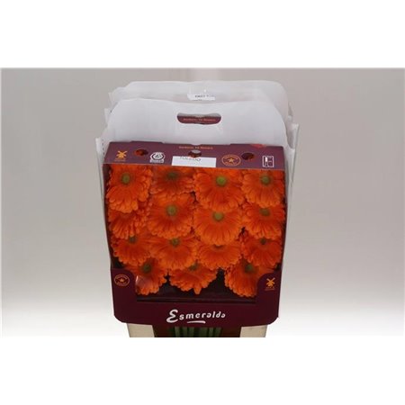 Gerbera .racket Gr Toledo c914