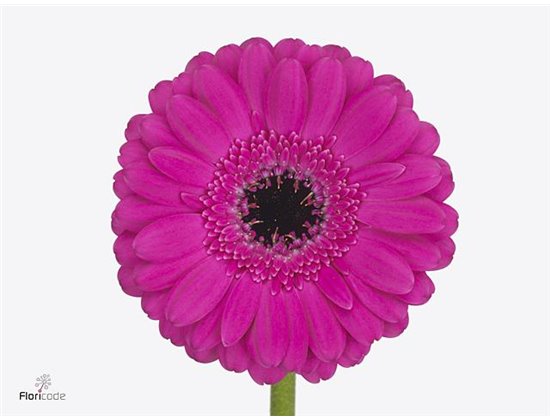 Gerbera .racket Gr White House c918