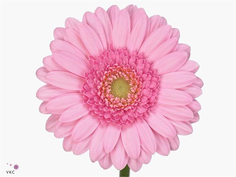 Gerbera .racket Mi Green Tea c928