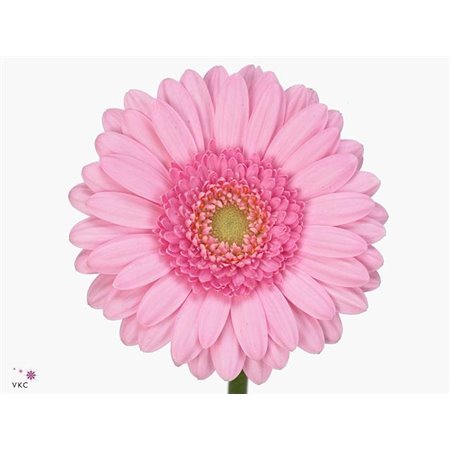 Gerbera .racket Mi Green Tea c928