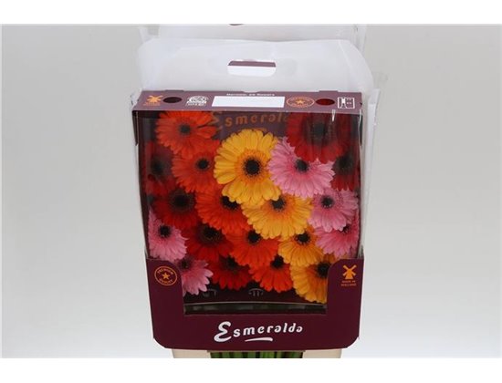 Gerbera .racket Mi Mixed Basis c930