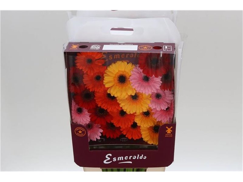 Gerbera .racket Mi Mixed Basis c930