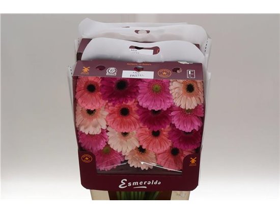 Gerbera .racket Mi Mixed Monaco c932