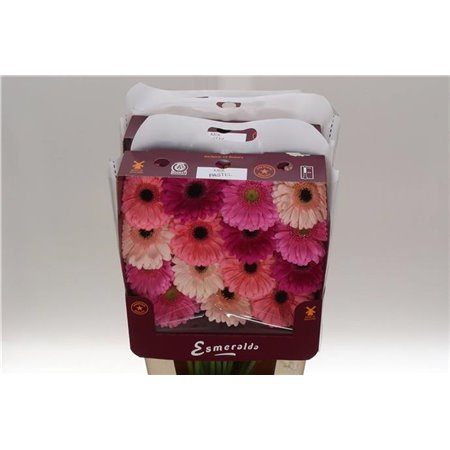 Gerbera .racket Mi Mixed Monaco c932