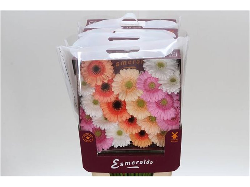 Gerbera .racket Mi Mixed Pastel c935