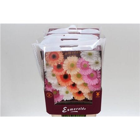 Gerbera .racket Mi Mixed Pastel c935