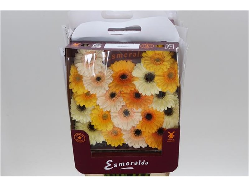 Gerbera .racket Mi Mixed Valencia c936