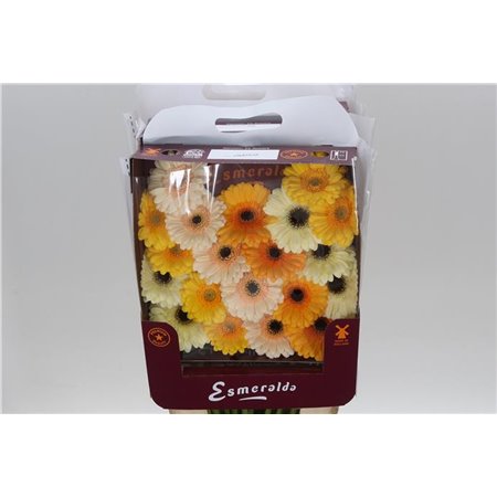 Gerbera .racket Mi Mixed Valencia c936
