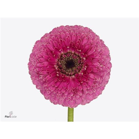 Gerbera .racket Mi Pomponi Janou c943