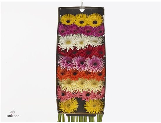 Gerbera .racket Mi Pomponi on Rij Mixed c946