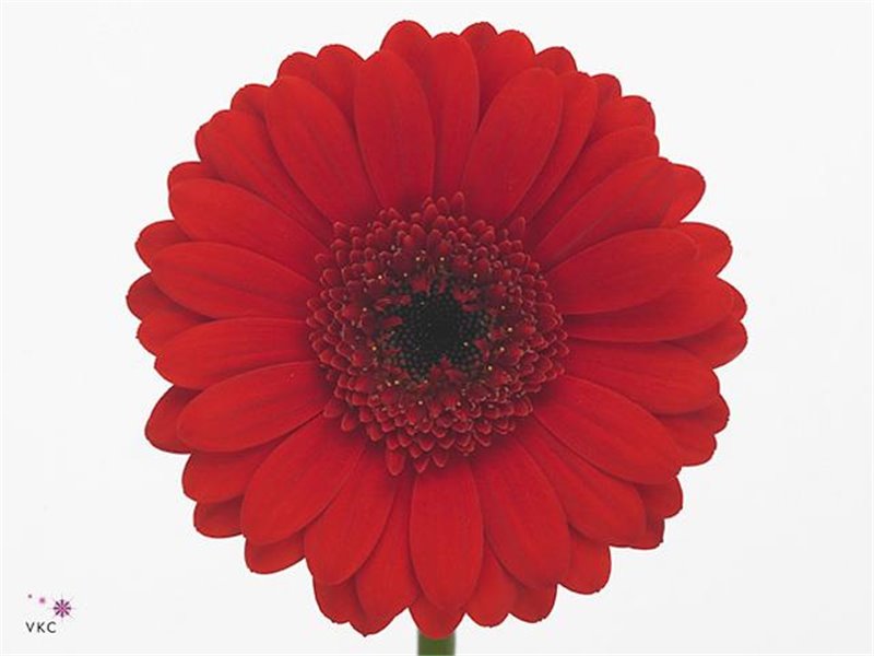 Gerbera .racket Mi Suri c948