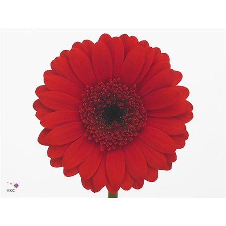 Gerbera .racket Mi Suri c948