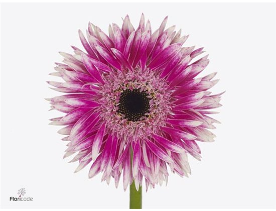 Gerbera Sp Mi Cyta x20 c953