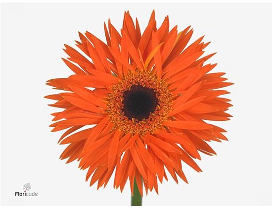 Gerbera Sp Mi Firecracker x20 c954