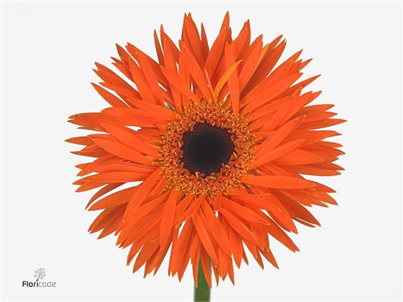 Gerbera Sp Mi Firecracker x20 c954