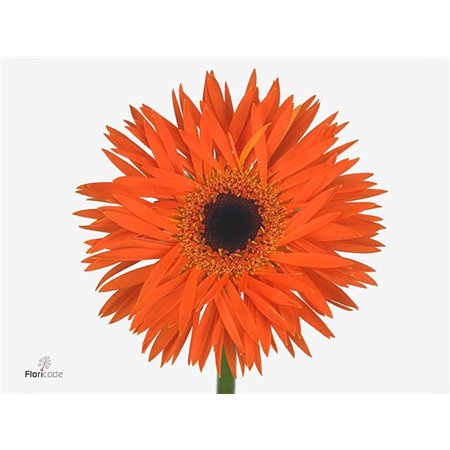Gerbera Sp Mi Firecracker x20 c954
