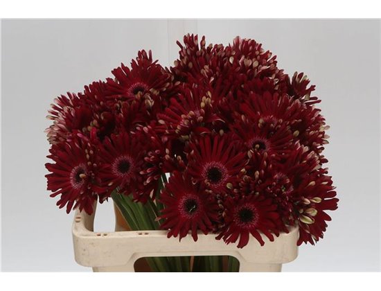 Gerbera Sp Mi Queeni Pia X80 c957