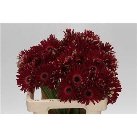 Gerbera Sp Mi Queeni Pia X80 c957