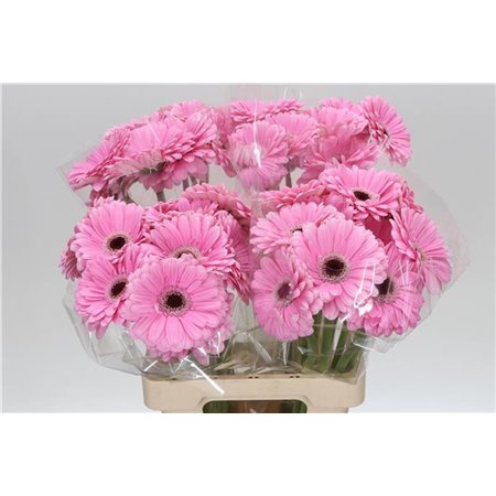 Gerbera * 65 Cm Alison X10 c960