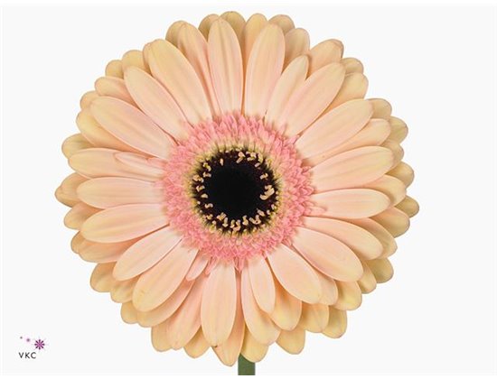 Gerbera * 65 Cm Alison X10 c961