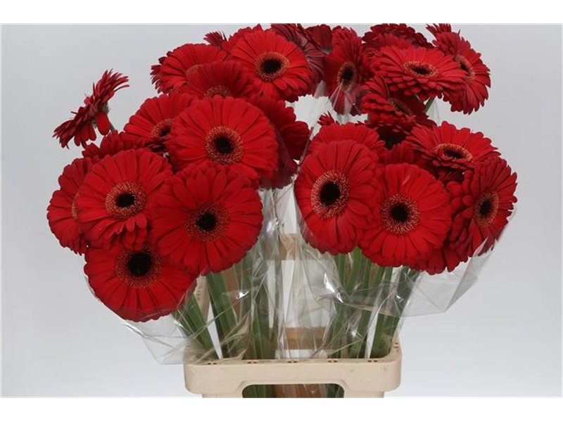 Gerbera * 65 Cm Armor X10 c963