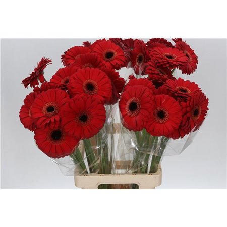 Gerbera * 65 Cm Armor X10 c963
