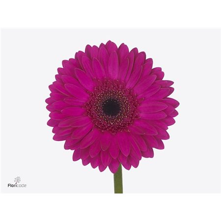 Gerbera * 65 Cm Armor X10 c964