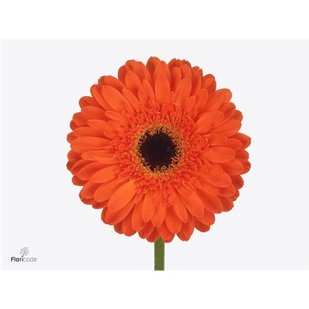 Gerbera * 65 Cm Bon Dia X10 c966
