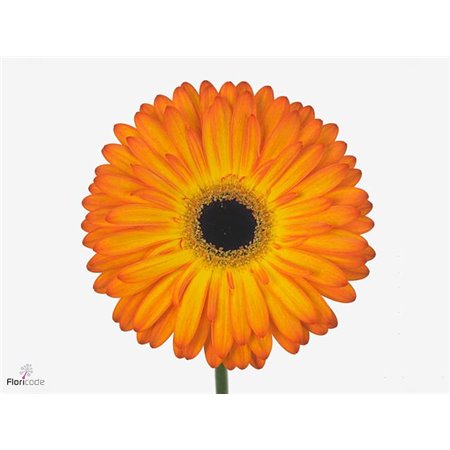 Gerbera * 65 Cm Candela X10 c969