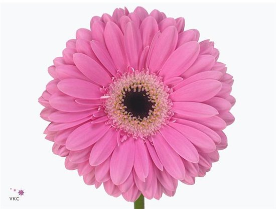 Gerbera * 65 Cm Dreamer X10 c971