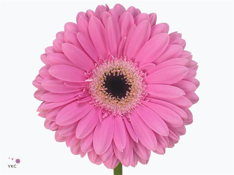 Gerbera * 65 Cm Dreamer X10 c971