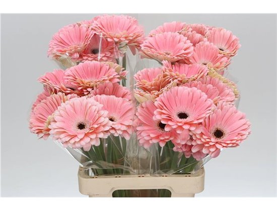 Gerbera * 65 Cm Dulcie X10 c972