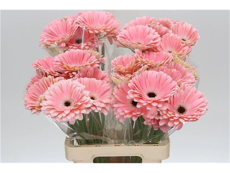 Gerbera * 65 Cm Dulcie X10 c972