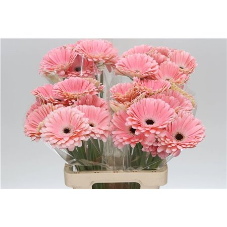 Gerbera * 65 Cm Dulcie X10 c972