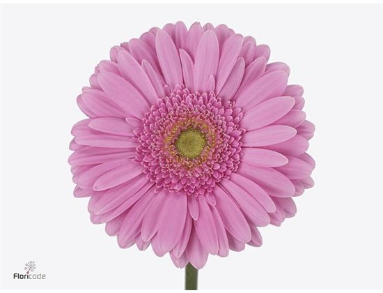 Gerbera * 65 Cm Eclair X10 c974