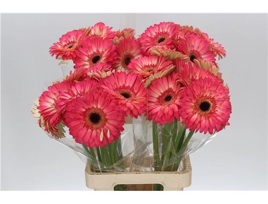 Gerbera * 65 Cm Glossy X10 c975
