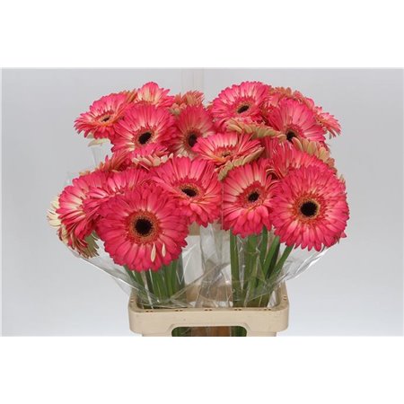 Gerbera * 65 Cm Glossy X10 c975