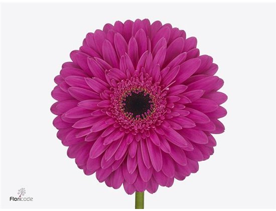 Gerbera * 65 Cm Hippie Chic X10 c977