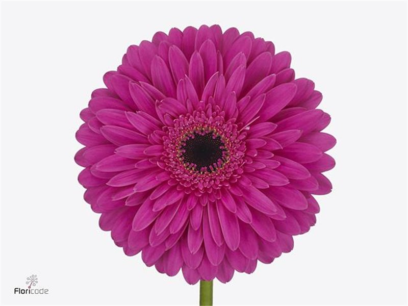 Gerbera * 65 Cm Hippie Chic X10 c977