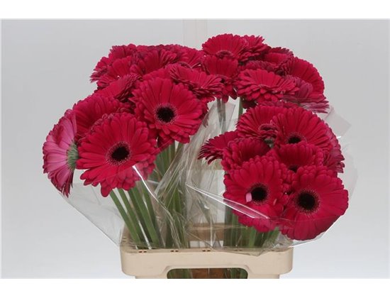 Gerbera * 65 Cm Marilu X10 c979