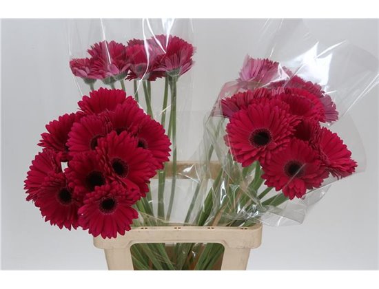 Gerbera * 65 Cm Marilu X10 c980
