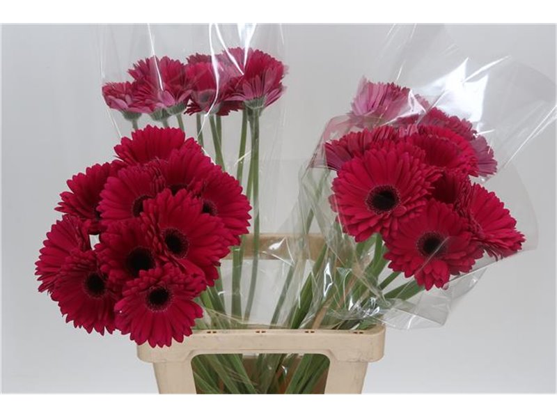 Gerbera * 65 Cm Marilu X10 c981