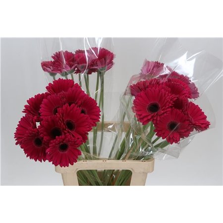 Gerbera * 65 Cm Marilu X10 c981