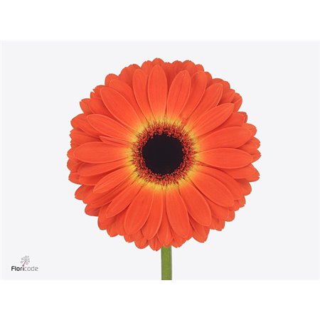Gerbera * 65 Cm Medina X10 c982