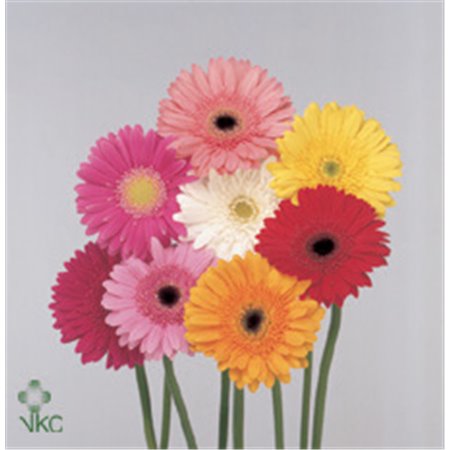 Gerbera * 65 Cm Mixed Pastel in Bunch X10 (kwekers Keus) c984