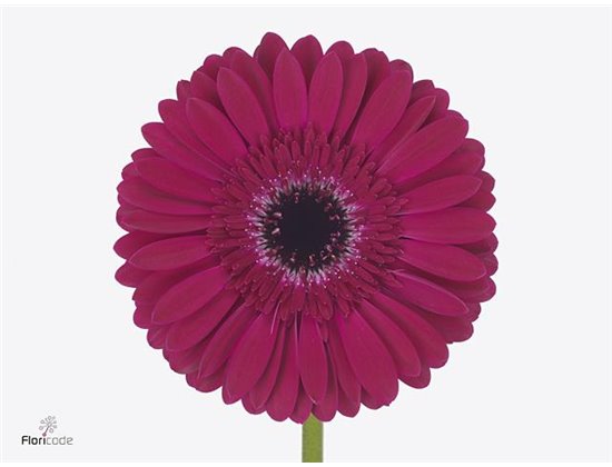Gerbera * 65 Cm Olympic Gold X10 c986