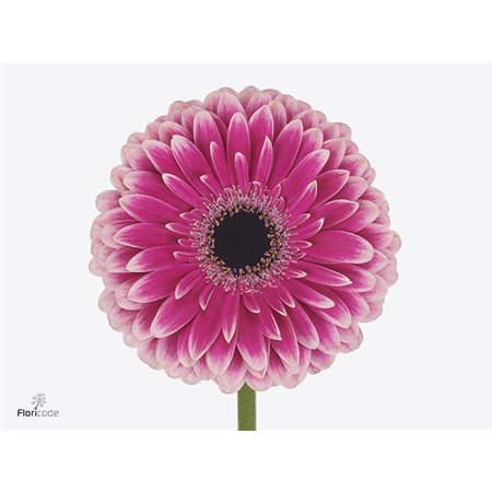 Gerbera * 65 Cm Prelude X10 c988