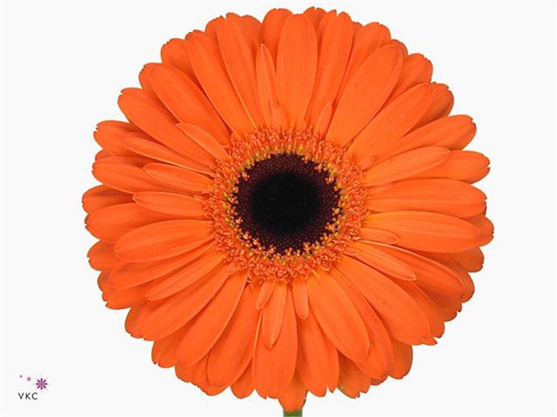 Gerbera * 65 Cm White House X10 c991