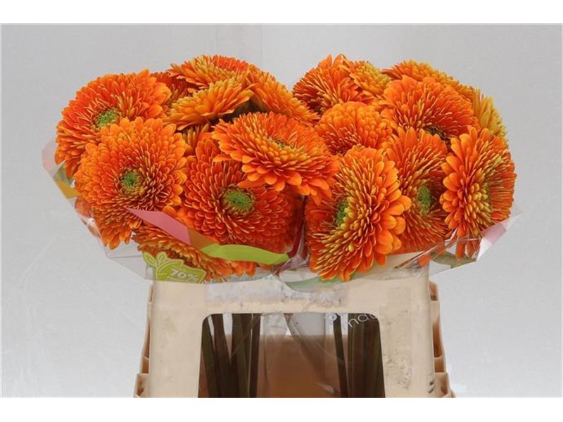 Gerbera * Berra x20 c993