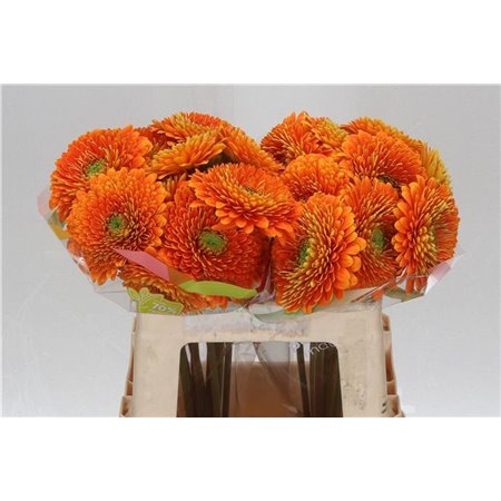 Gerbera * Berra x20 c993